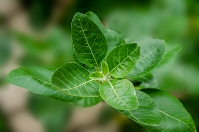 Commonly known as Ashwagandha (winter cherry), is an important medicinal plant that has been used in Ayurved